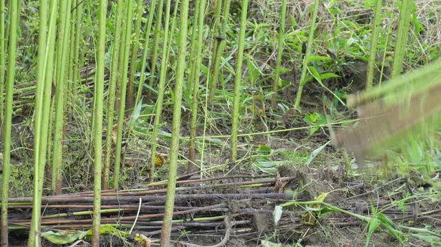 Farmer Harvesting Jute by Cutting Mature Stalks in Agricultural Field
