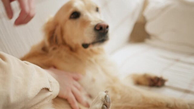 Affectionate couple petting a happy golden retriever dog on a sofa