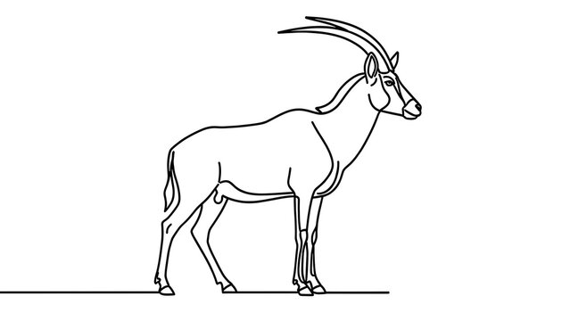 Oryx antelope line drawing white background.