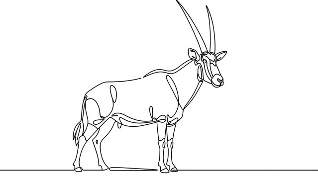 Oryx antelope line drawing white background.