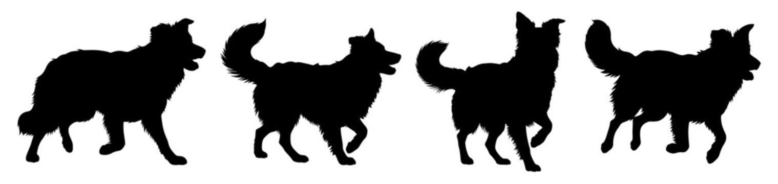 Border Collie Set Silhouette Vector Illustration , Animal Silhouette Vector , Transparent Background