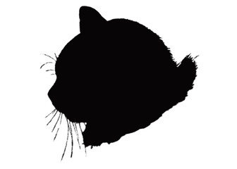 silhouette of a cat © Ayesha