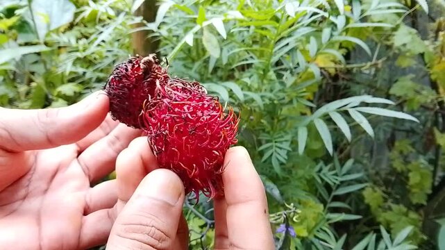 A hand holding a ripe red rambutan fruit outdoors in a green garden