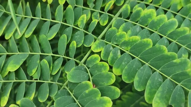Caesalpinia pulcherrima Peacock Flower plant leaves flourish with elegant tropical greenery.