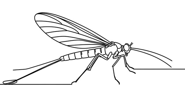 Detailed mayfly line drawing on white background.