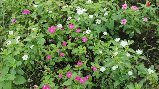 Catharanthus roseus Madagascar periwinkle flower blooms with delicate beauty in a garden.
