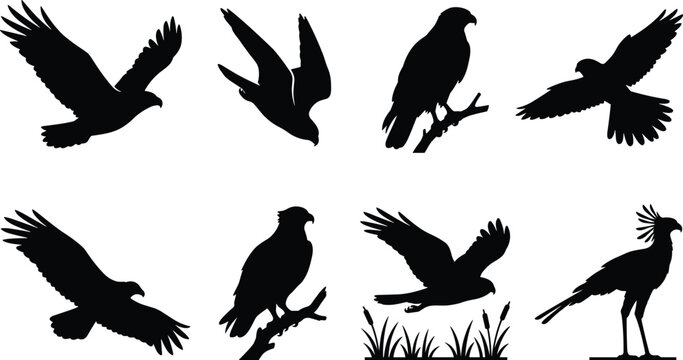 Birds of prey silhouettes set featuring eagle hawk falcon and secretary bird flying perched and hunting isolated on white