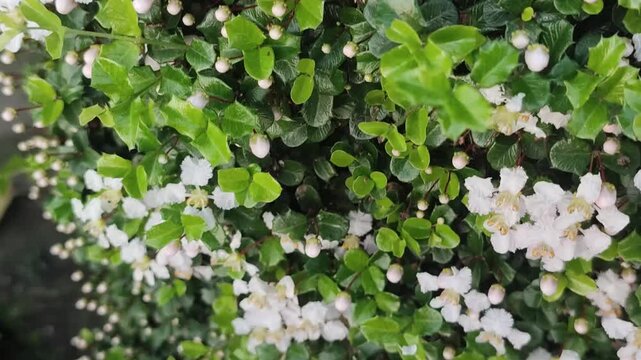 Malpighia coccigera. Singapore holly. White Flowers, Glossy Green Leaves and Single Red Berry on Dense Garden Shrub.