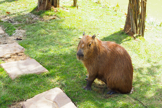 Cute capybara sitting on green grass in the garden
