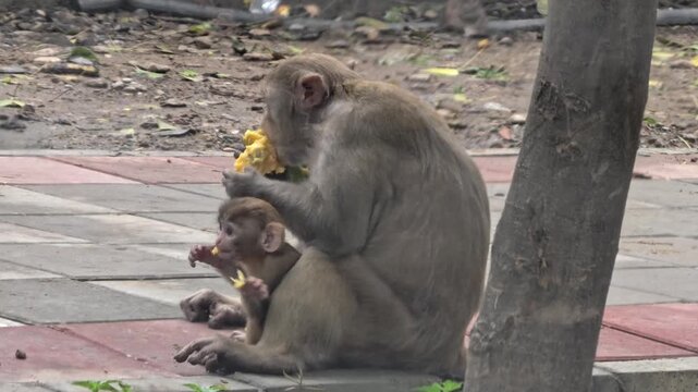Baby monkey and Mother Monkey eating mango, cute monkey, baby monkey in mother's lap