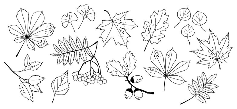 Hand drawn autumn leaves and berries vector outline collection black white linear graphic element