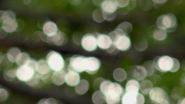 Abstract Blurred Green Leaves Background with Shimmering White Bokeh Light Circles