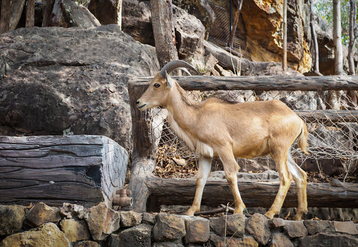 Barbary sheep standing on rocks in a zoo enclosure