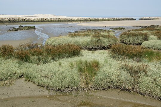 Coastal marshland estuary with salt-tolerant vegetation by the ocean. Esponede, Norte - Portugal