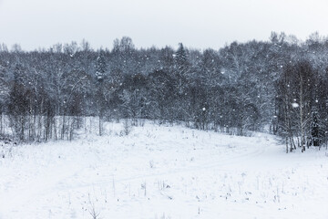 Naklejka premium Quiet snow-covered field leading to a birch and pine forest under heavy snowfall, creating a cold, serene winter landscape with soft textures, muted tones and a peaceful, solitary atmosphere