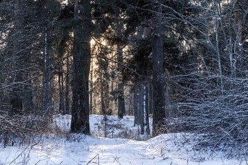 Naklejka premium Sunlit winter forest path winding between tall pines and birches, snow dusting branches and ground. Soft golden backlight filters through trees, creating a peaceful, cold and tranquil woodland scene