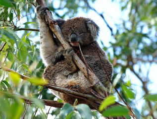 Obraz premium Sleeping Koala (Phascolarctos cinereus) Resting in Eucalyptus Tree at Tower Hill Reserve, Victoria, Australia