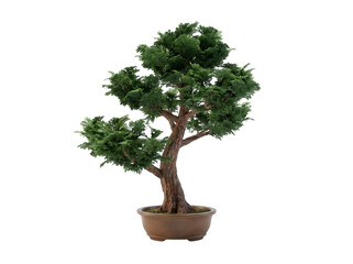 Obraz premium Healthy bonsai tree in a brown ceramic pot