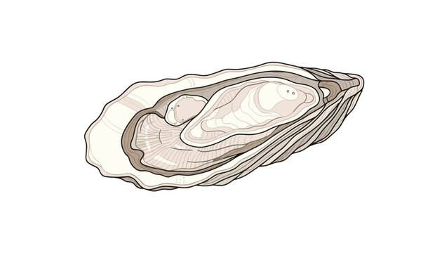 Detailed hand-drawn illustration of an opened oyster shell revealing the soft tissue inside, rendered in natural beige and brown tones.