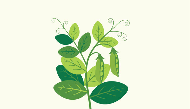 Green pea plant with tendrils and pods with visible peas inside illustrated in a flat graphic style on a cream background.