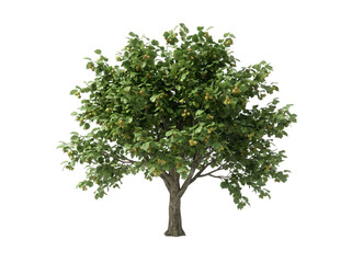 Obraz premium Lush green tree with full foliage standing outdoors