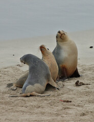 Fototapeta premium Australian Sea Lions (Neophoca cinerea) Resting on Beach at Seal Bay, Kangaroo Island, South Australia