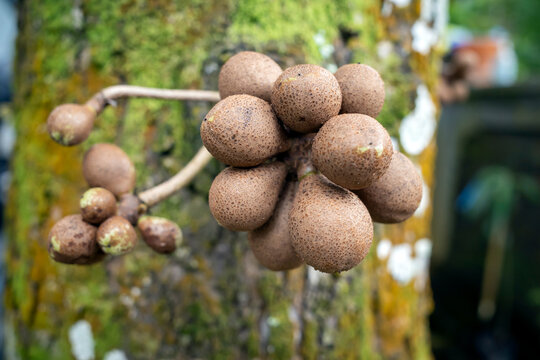 Kepel fruits or burahol (Stelechocarpus burahol), on the tree trunk, selected focus