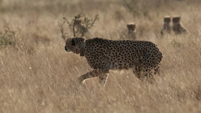  a cheetah mother leaves her cubs and starts to hunt.