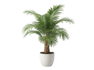 Fototapeta premium Green potted houseplant in a white pot