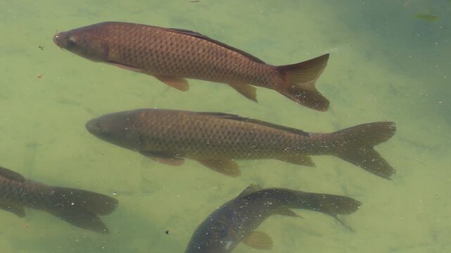 School of common carp fish swimming in a pond