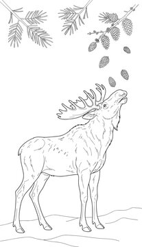 Moose Line Art Illustration with Pine Branches and Falling Cones Wildlife Forest Nature Vector Drawing