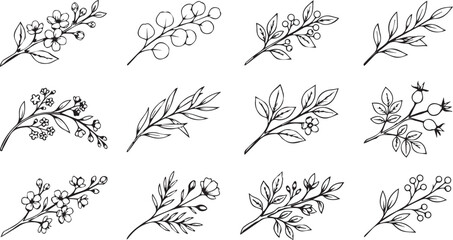 Hand drawn botanical elements set with wildflower branches and berry twigs vector © smcreovent
