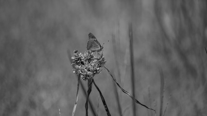 Butterfly rests upon a wild seed head plant in black and white © Cam