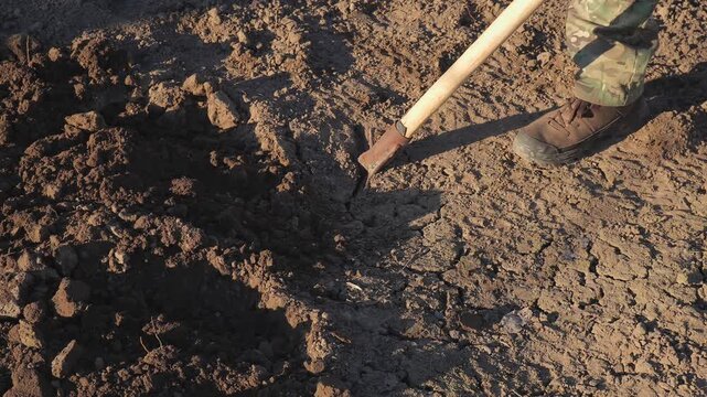A man digs soil with a bayonet shovel for planting in a vegetable garden on a cool spring evening, close-up