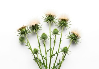 Obraz premium Bouquet of Wild Thistle Flowers with Spiky Green Buds and Soft White Blooms Isolated on White Background