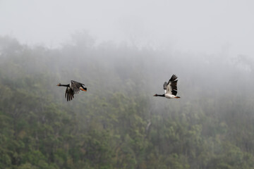 Magpie geese flying above misty Atherton Tablelands hills © Cynthia