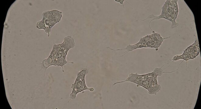 Microscopic view of living cells in a scientific experiment