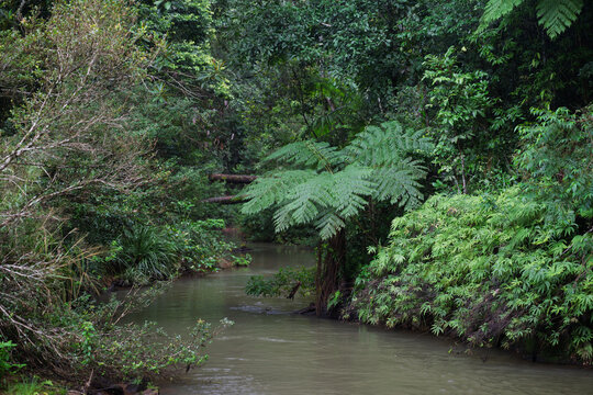 Malanda Creek beneath lush Atherton Tablelands rainforest