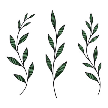 Botanical Hand Drawn Leaf Branch Set, Vector Illustration. Botanical Green Leaf with Outline. Branch Illustration with Three Stems and Leaves Isolated. Floral and Nature Design
