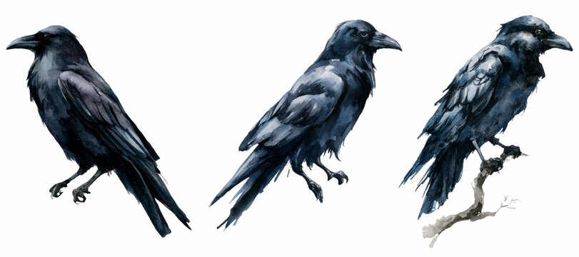 Three isolated scary dark watercolor crows and ravens on white background, creating a spooky atmosphere for halloween, depicting mystery, nature, and gothic art