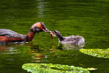 Horned grebe feeding its chick on a pond. © sablinstanislav