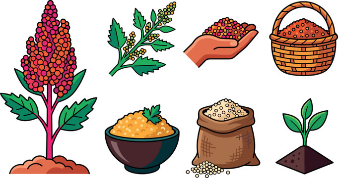 Quinoa vector cartoon set with plant plant stalk grain bowl sack basket sprout isolated on transparent background