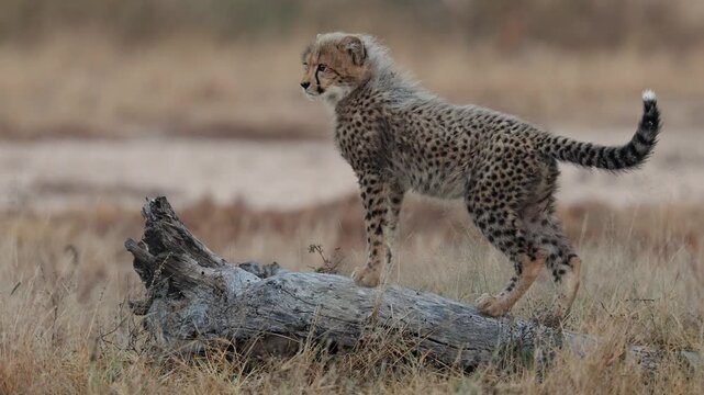 Cheetah cub on a log being called by the mother