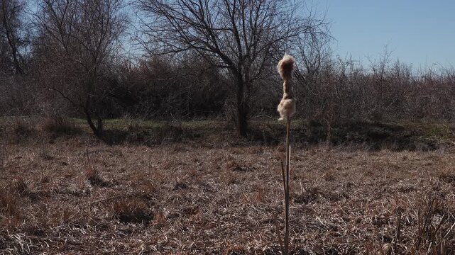 Early spring, dry trees, shrubs and grass, dry reeds and cattail cones