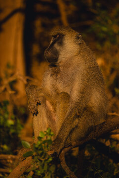 Yellow baboon with catchlight sits on branch