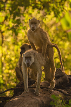 Yellow baboons mate near another on log