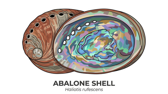 Vibrant and detailed  illustration featuring a pair of abalone shells, highlighting the stunning iridescent mother-of-pearl interior and the rough, textured exterior of these beautiful marine mollusks