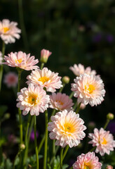 Fototapeta premium Close-up of pink chrysanthemum flowers in sunlight