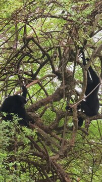 Vertical video of two siamang gibbons sitting and hanging on dense tree branches.