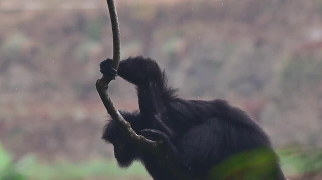 Black Javan langur climbing and balancing on a thin tree branch under light rain, shot in a natural habitat.